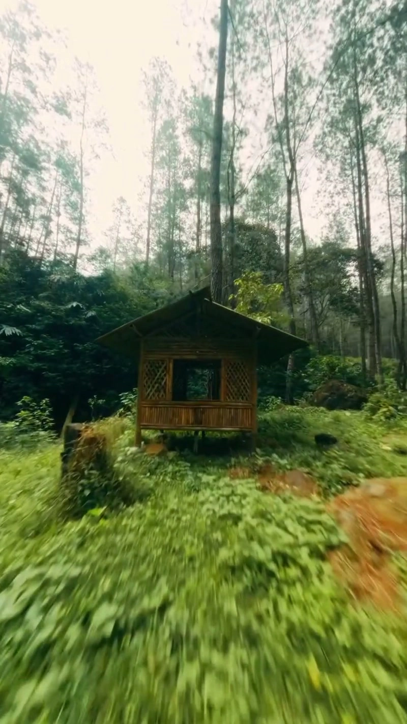 闯入林海自由飞行